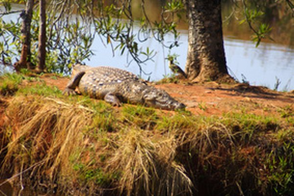 Los cocodrilos machos del Nilo llaman con sus voces para atraer a las hembras.