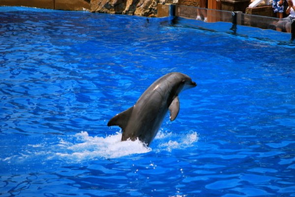 Los visitantes a Sea World pueden ver espectáculos con delfines.