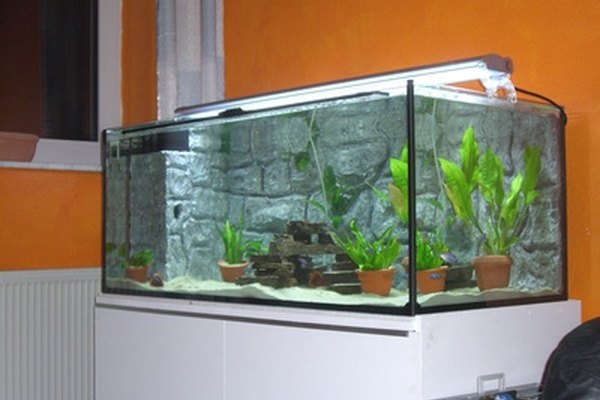 Si tienes un acuario que quieres reutilizar, puedes convertirlo fácilmente en un terrario con plantas.