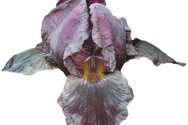 El iris y otros ingredientes botánicos fueron un tema favorito de Georgia O'Keeffe.