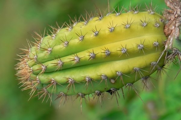 Las flores de los cactus que florecen de noche son especialmente blancas y muy grandes.