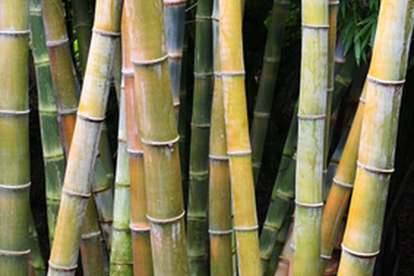 La caña del río y el bambú pueden ser transformados en estupendas flautas.