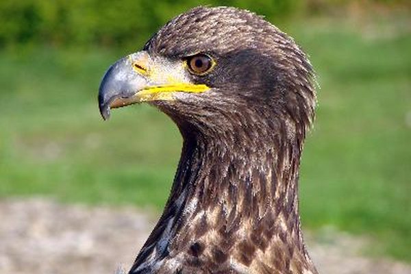 Cómo se desarrollan los polluelos de águila calva? | Geniolandia