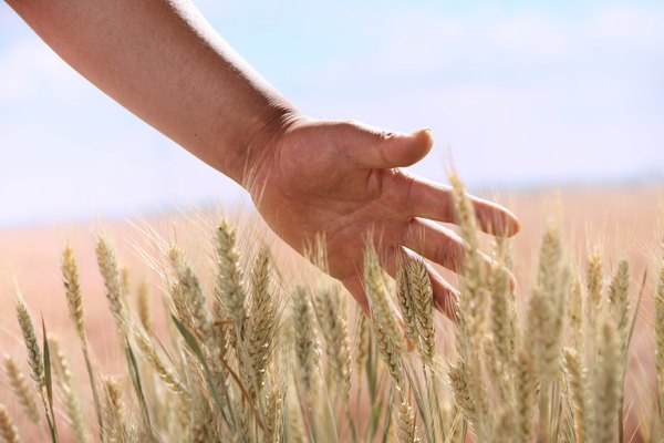 List of Foods Containing Wheat | Healthy Living