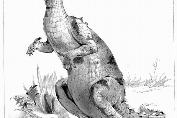 Los dinosaurios fueron mucho más grandes que las lagartijas modernas.