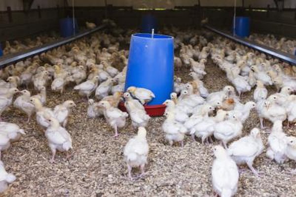 Jupiterimages/BananaStock/Getty Images Muchos lugares de producción de gallinas están o muy llenos o muy vacíos, lo que significa que el lugar está vacío después de la salida de cada grupo de aves.