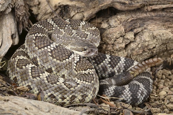 Southern Pacific Rattlesnake.
