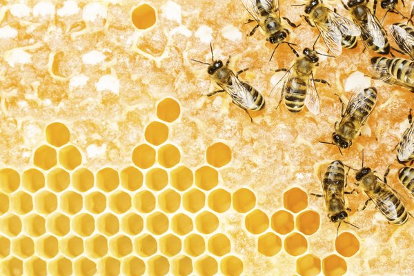 Captura una abeja reina.