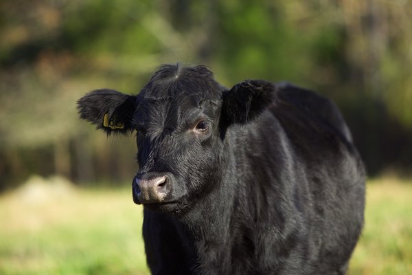 Se cree que las vacas pueden ver a un nivel equivalente a 20/80 en el día.