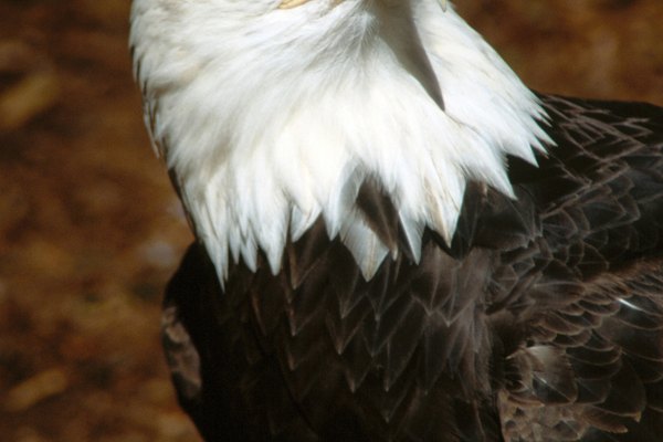 Un círculo es de 360 grados y las águilas pueden girar sus cabezas alrededor de 270 grados.