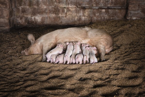 Los lechones son las crías del cerdo que aún se amamantan de su madre.