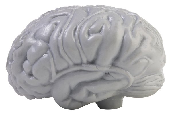 Saca el molde del cerebro.