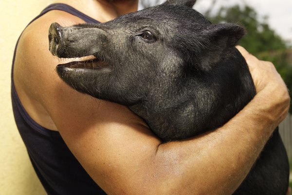 Un hombre sosteniendo un cerdo en sus brazos.