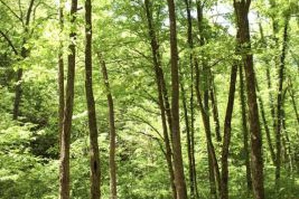 Jupiterimages/Comstock/Getty Images Las empresas pueden mejorar su reputación al contribuir con la conservación del medio ambiente local.