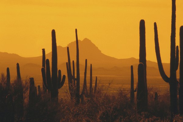 Los cactus son plantas típicas del desierto.