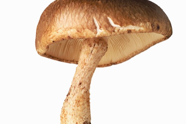 Cómo cocinar hongos shiitake