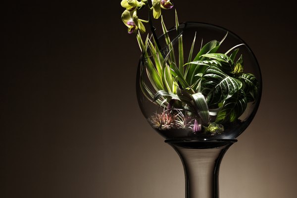 Si colocas algunas plantas y un caracol en un frasco transparente, tendrás una imagen simple del ciclo del carbono.