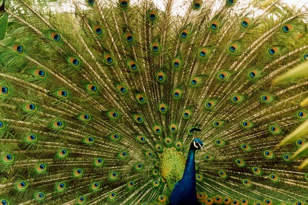 Pavo real con un hermoso plumaje.