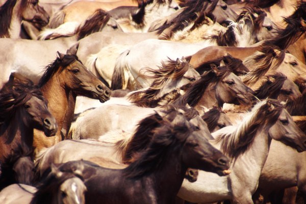 Dado que los caballos tienen una mejor visión en la noche, los ojos tienen un grado de daltonismo.