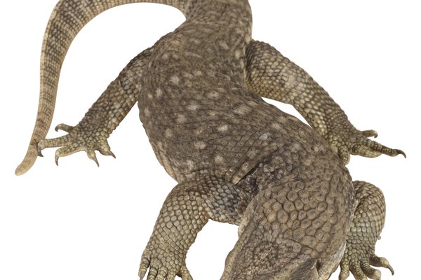 Los dragones de Komodo tienen el mayor requerimiento diario de todos los lagartos monitor.