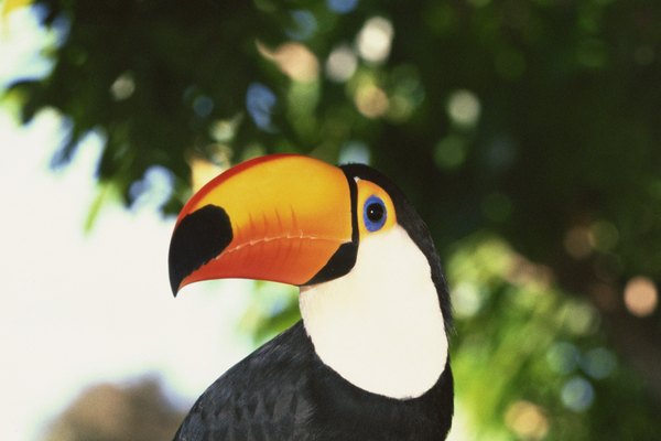 Los tucanes son aves frugívoras de la selva tropical americana, y son mejor conocidos por sus enormes picos de colores.