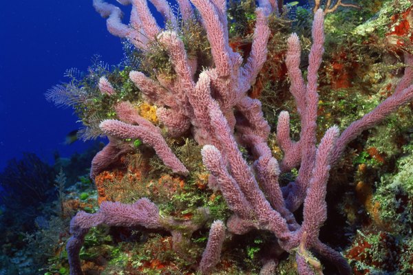 Branching sponge in coral reef , Florida