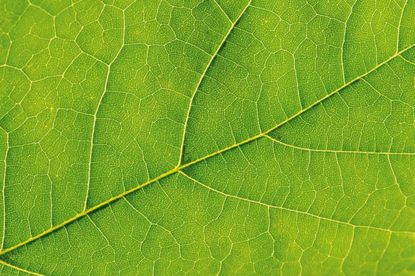 Las plantas convierten la luz solar en energía a través de la fotosíntesis.