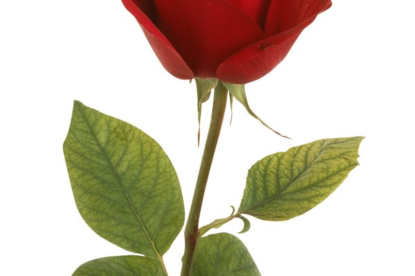 Emula la forma de la rosa envolviendo papel alrededor de sí mismo.