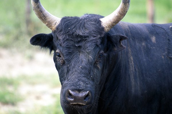 Se ha detectado que los toros son ciegos al color.