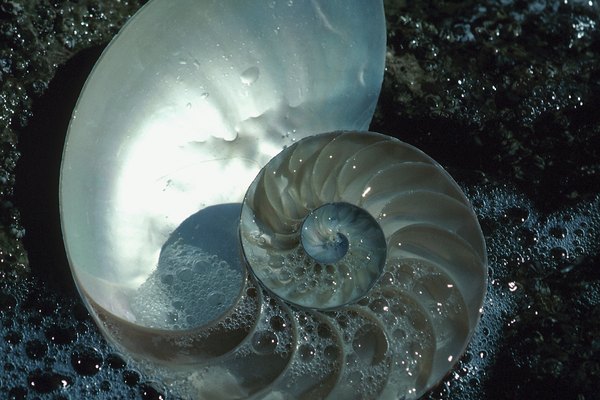 El nácar se forma dentro de las conchas cuando aún están habitadas por criaturas vivientes.