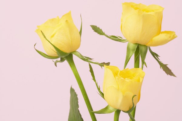 Haz cuentas a mano de pétalos de rosa secos.