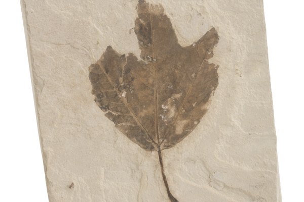 Los fósiles de plantas ayudan a entender un poco más el ambiente que se vivía en la tierra primitiva.