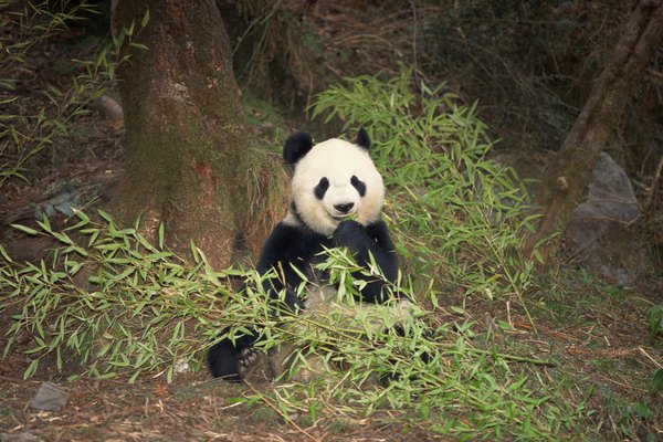 Los pandas gigantes son siempre regulares en sus dietas.