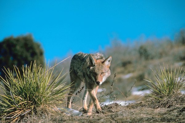 Un coyote en el desierto.