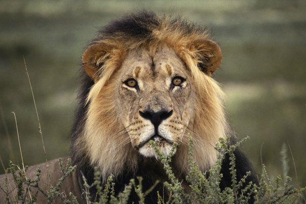 La invasión humana en las praderas ha hecho que sea difícil para los leones encontrar un hábitat adecuado.