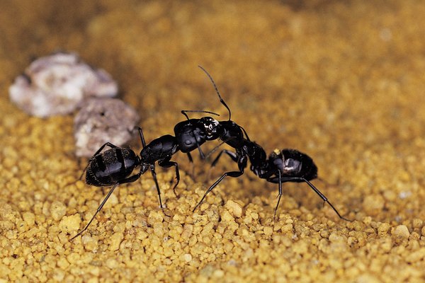 Algunas hormigas apenas pueden sobrevivir al invierno.