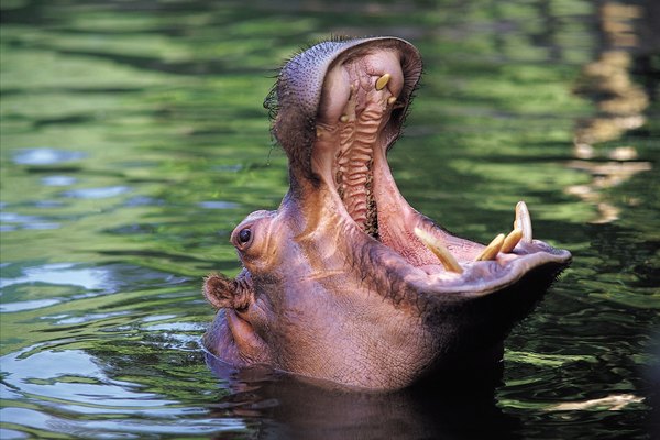Partes del cuerpo de un hipopótamo.