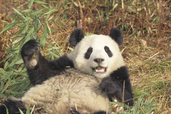Los pandas gigantes pueden parecer tiernos, pero siguen siendo miembros de la familia de los osos.