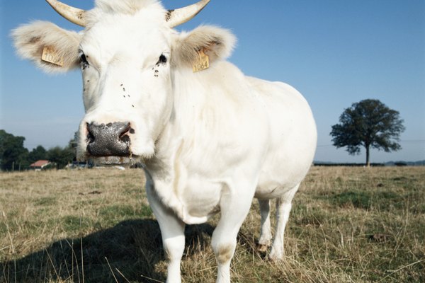 Tanto las vacas como los toros pueden tener cuernos.