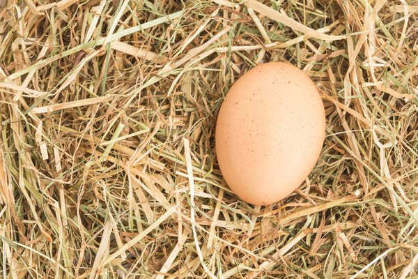 platypus eggs