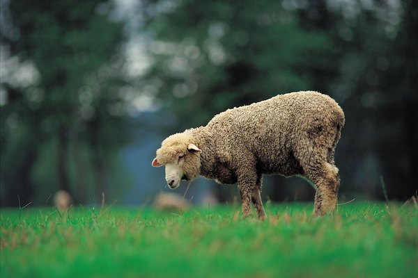 Sin ovejas no habría lana.