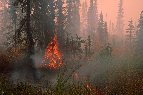Imágenes de un incendio forestal.