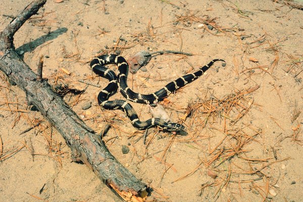 Muchas especies de serpientes tienen anillos amarillos que usan de diferentes formas para advertir a los depredadores.