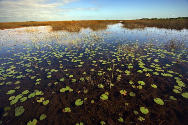 Los ecosistemas naturales y artificiales comparten rasgos similares, pero son muy diferentes.