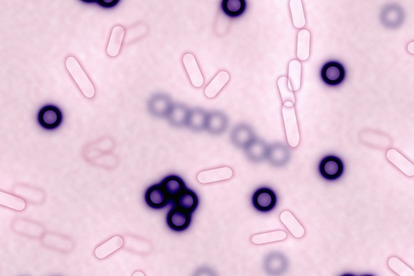 Algunos tipos de organismos pequeños sólo pueden identificarse mediante el escrutinio con microscopio
