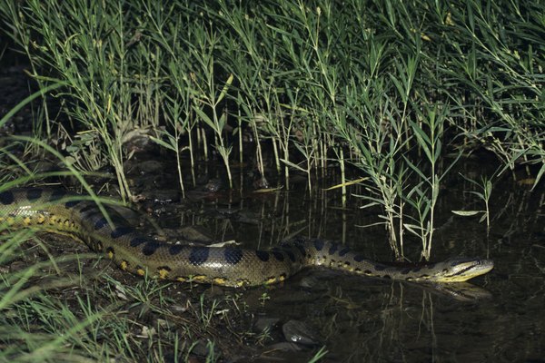 Las anacondas son serpientes grandes y no venenosas que tragan a su presa completa.