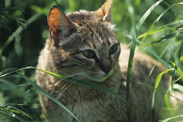 El gato de arena es el único gato que se encuentra casi exclusivamente viviendo en los desiertos de arena.