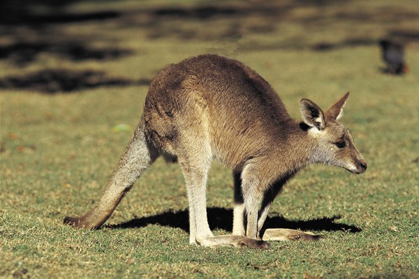Estos animales inusuales fascinan a todos fuera de Australia.