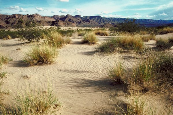 Las plantas llamadas piedras vivas crecen en la arena de los desiertos.