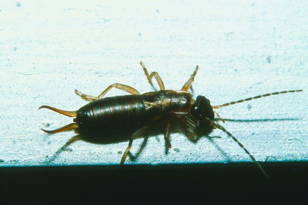 Métodos orgánicos para controlar las plagas de insectos tijereta ...